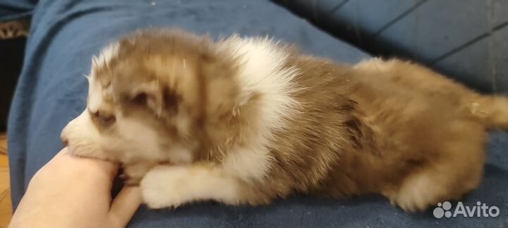 Щенки сибирской хаски