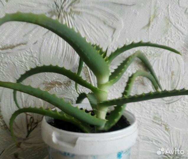 Алоэ столетник