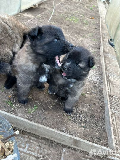 Ветерианар на дом стерилизация усыпление