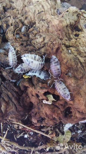 Изоподы декоративные мокрицы