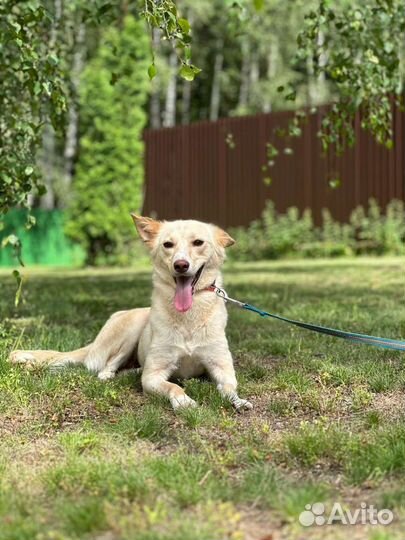 Белочка- собака без лапок ищет своего человека