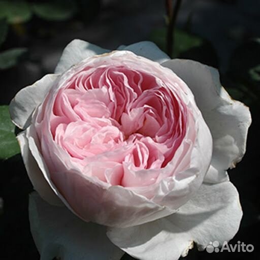 Розы зкс, разные, есть штамбовые. См.текст