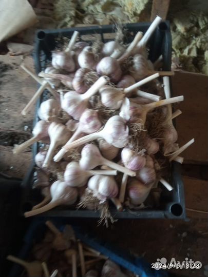 Продам сменной чеснок