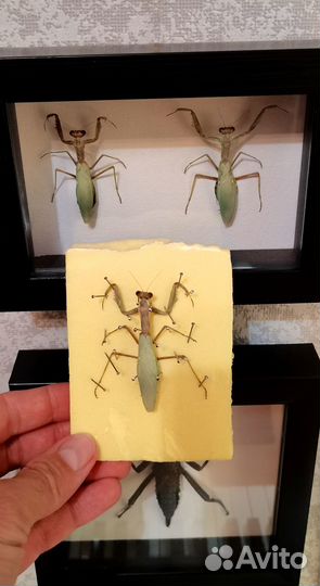 Коллекция насекомых. Богомол