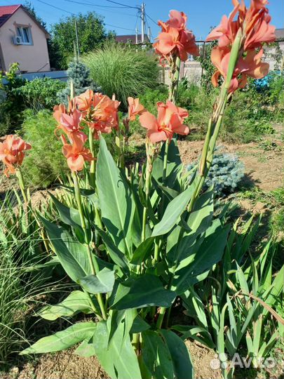 Книфофия,канны рассада-детки