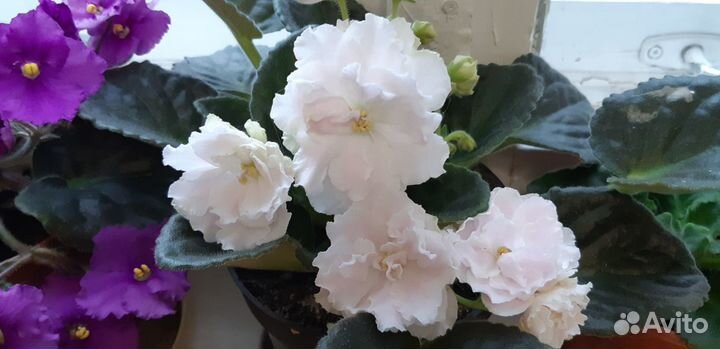 Фиалка Нежное прикосновение