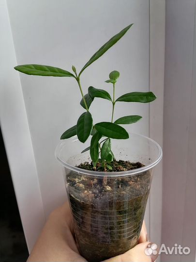 Фейхоа комнатный (Acca sellowiana)