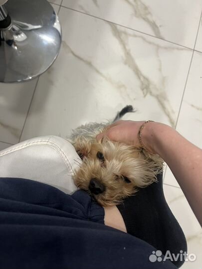 Йорк мини кобель для вязки