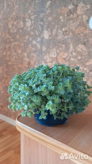 Крассула социалис