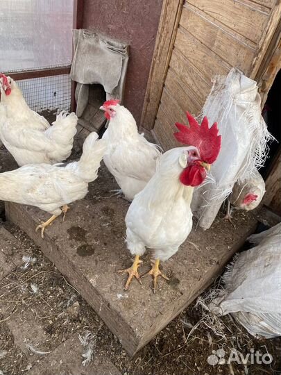 Петухи легорн