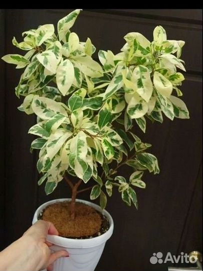 Сортовые фикусы срезы