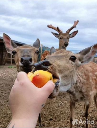 Экскурсия для детей на Экзотик ферму