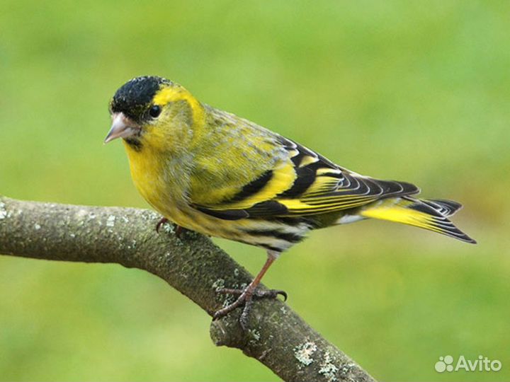 Певчие птицы