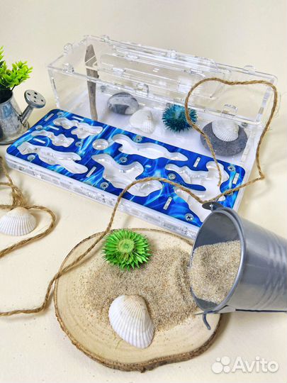 Муравьиная ферма с муравьями