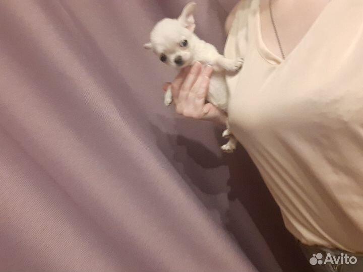 Чихуахуа мелкая девочка 4.5 мес