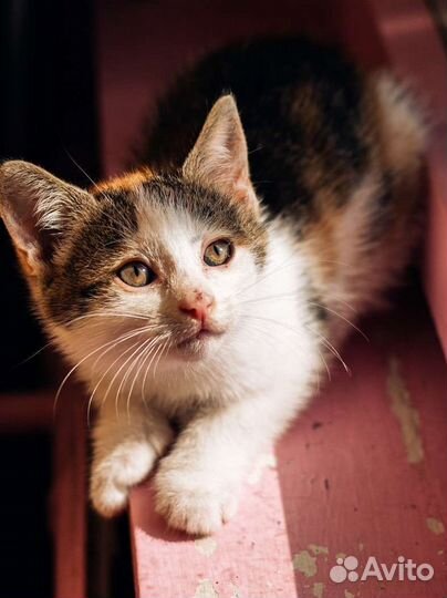 Трёхцветная малышка Сэнди ищет дом