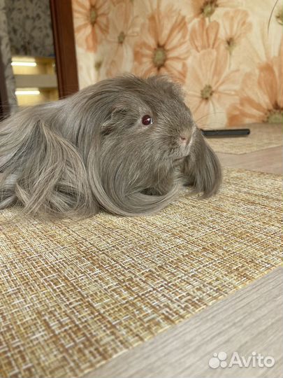 Морские свинки