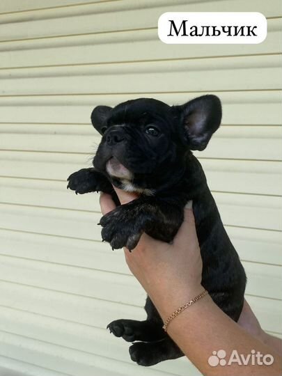 Французский бульдог щенки