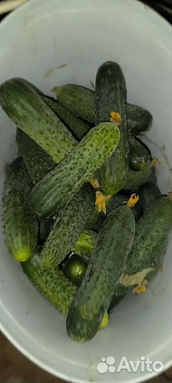 Огурцы свежие