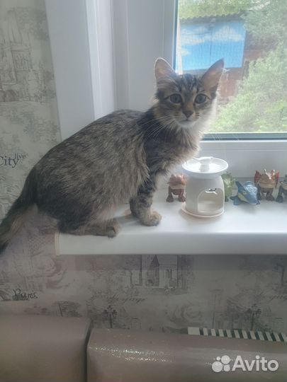 Котёнок мальчик