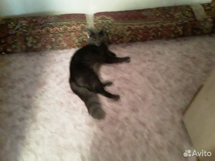 Котик в хорошие руки 6 месяцев