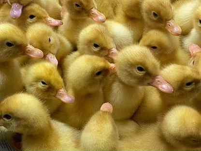 Суточные утята в Ейском районе, Ейск