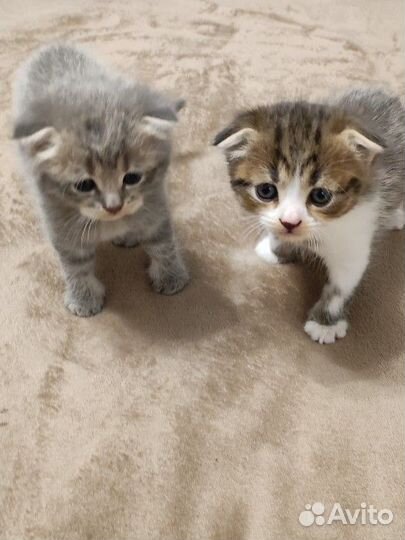 Шотландская вислоухая