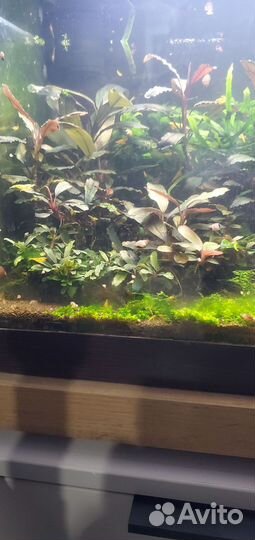 Буцефаландра