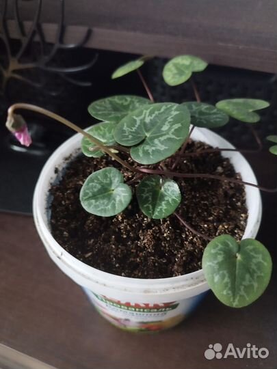 Цикламен Европейский