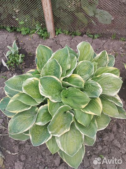 Хоста растение