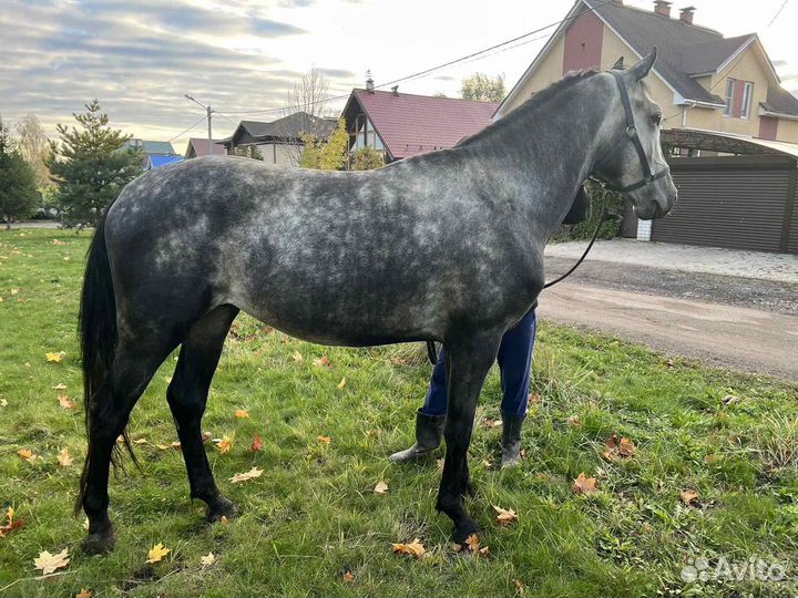 Орловские рысаки