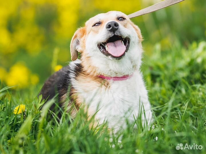 Собака Вайлет в добрые руки