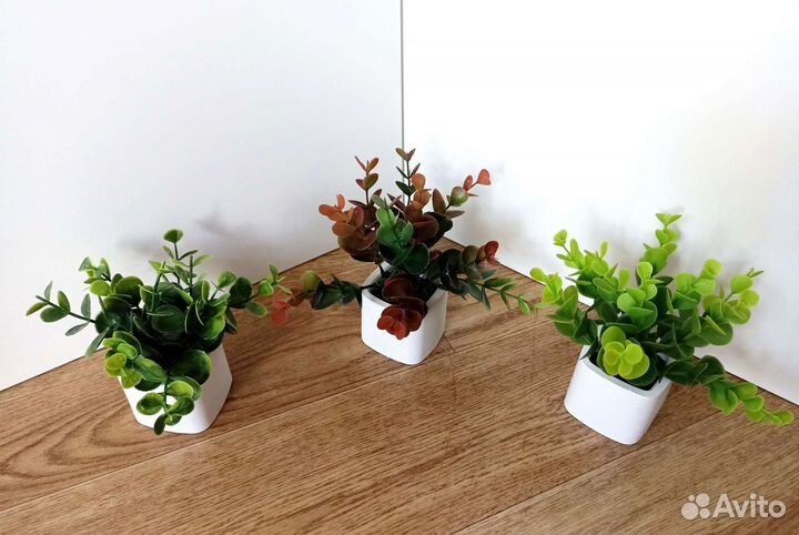 Декоративные цветы и зелень