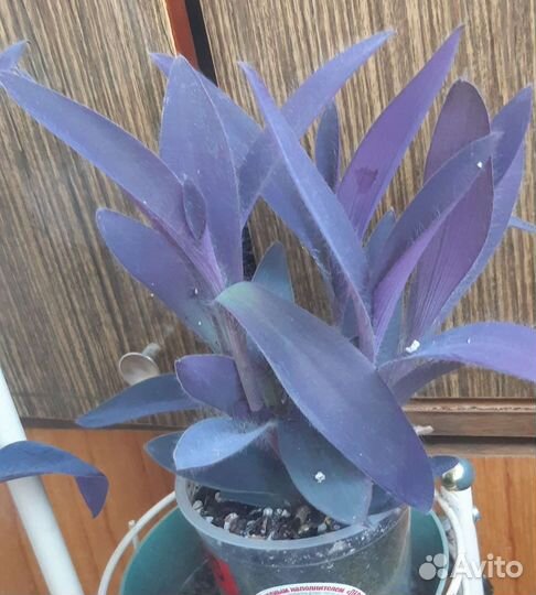 Традесканция фиолетовая