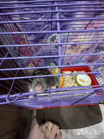 Крыса домашняя