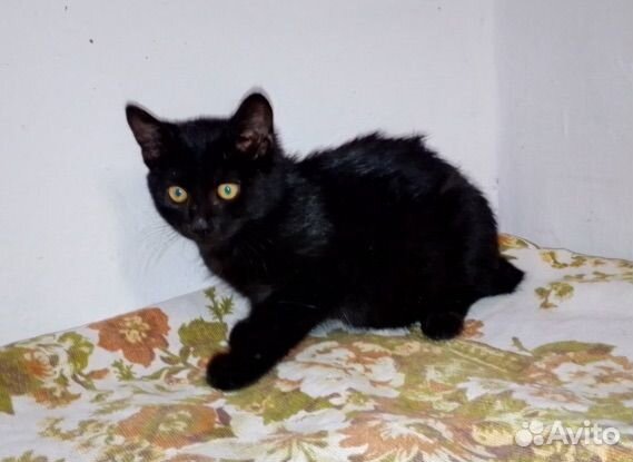 Кошка в дар