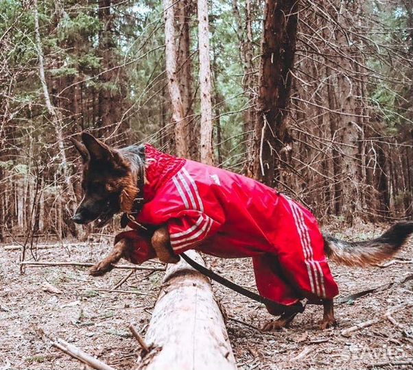 Комбинезоны для собак