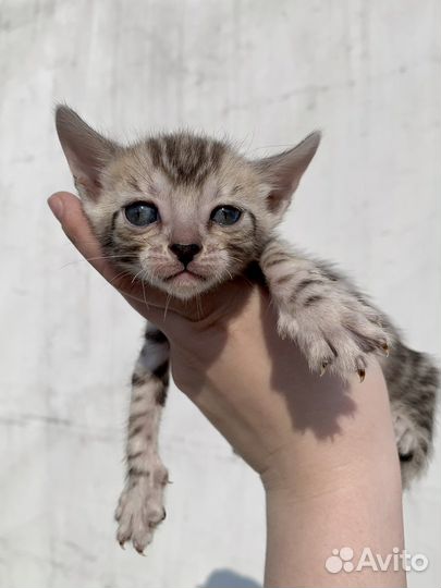 С документами Котята розетка на Серебре