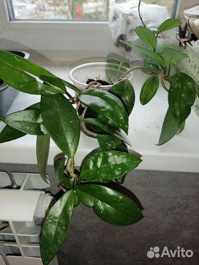 Комнатные цветы