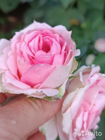 Саженцы Роз 3 летки