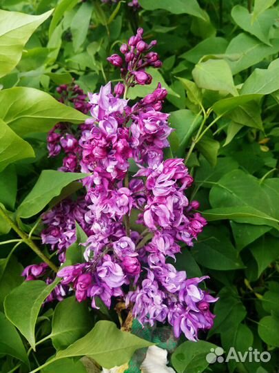 Сирень сортовая