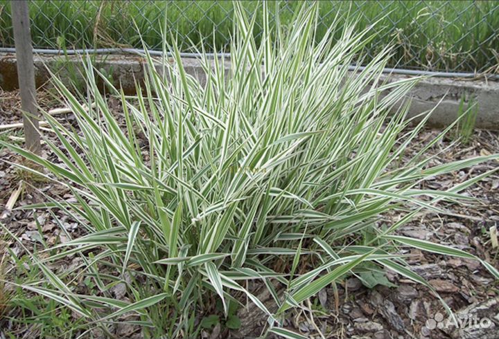 Декоративные злаки
