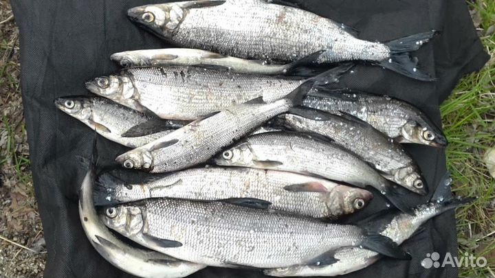 Рыбалка/Отдых на реке Печора