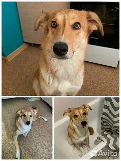 Собака в добрые руки