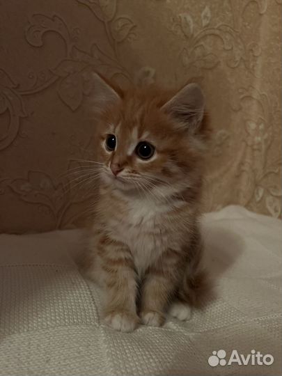 Четыре сладких чуда. Котята от кошки Сибирячки