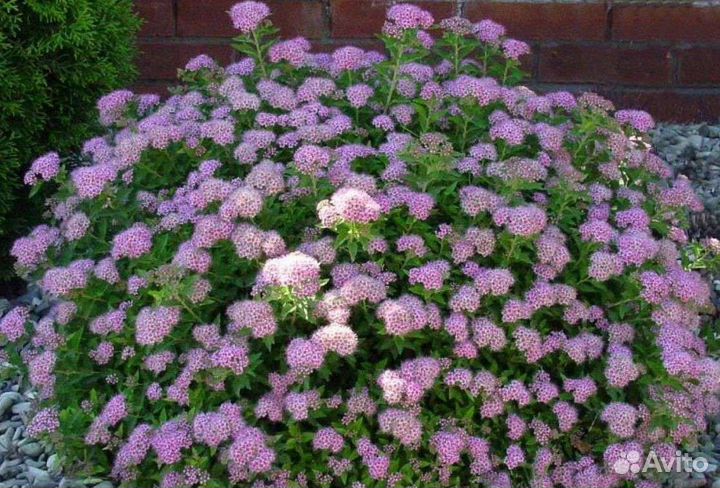 Спирея Литтл Принцесс