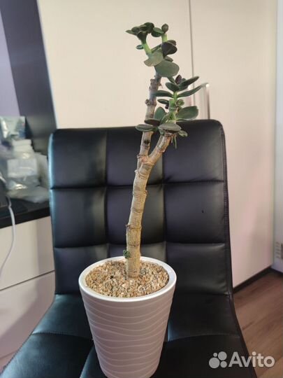 Кактусы и крассулы