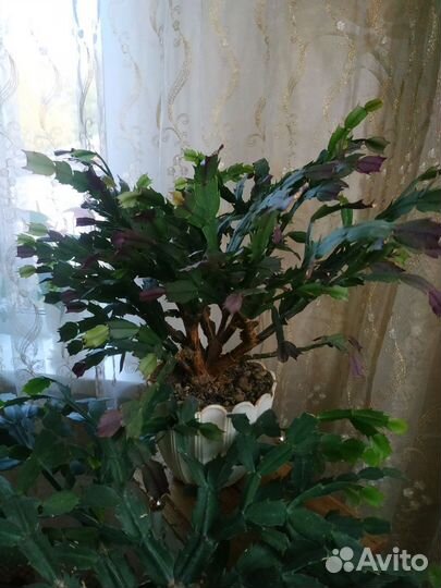 Декабристы