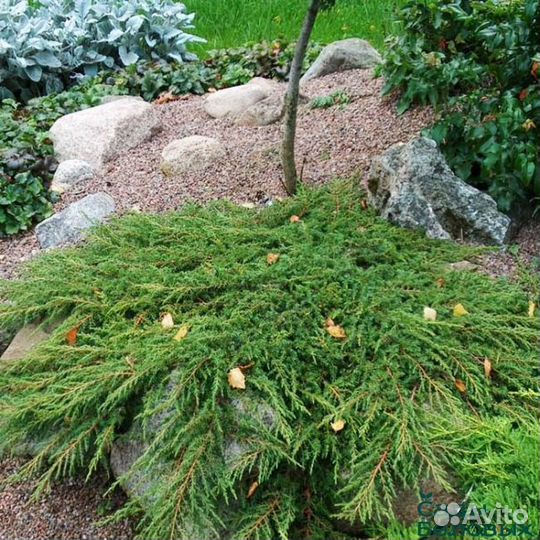 Можжевельник Грин карпет и др
