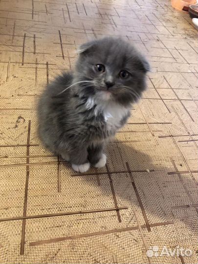 Шотладские котята